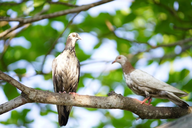 Zwei Vögel sitzen auf einem Ast und einer ist eine Taube.