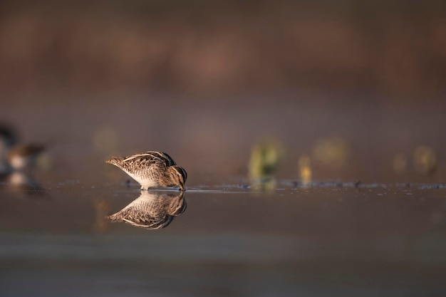 Zwei Vögel spiegeln sich auf einem Gewässer.