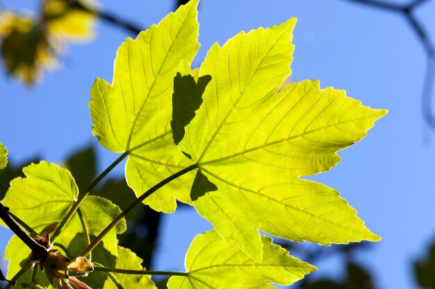 Zwei voll sonnenscheinende Ahornblätter im Frühjahr