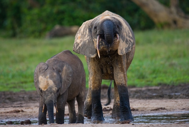 Zwei Waldelefanten trinken Wasser aus einer Wasserquelle