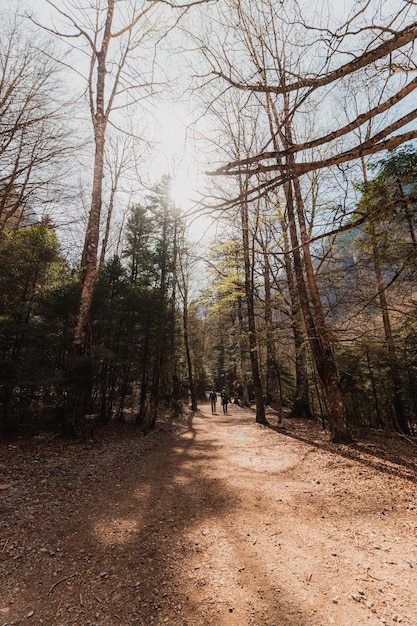 Zwei Wanderer gehen durch einen Wald