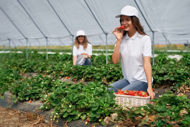 Zwei weibliche Feldarbeiter pflücken Erdbeeren