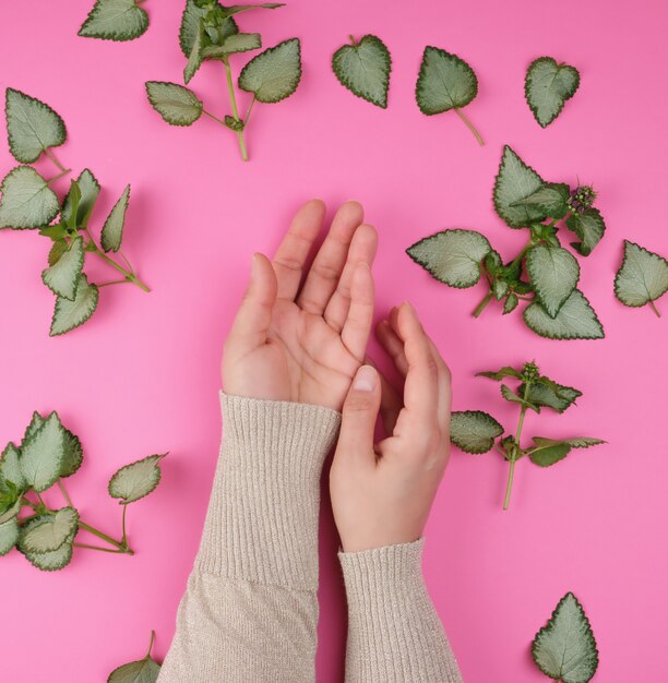 Zwei weibliche Hände und frische grüne Blätter einer Anlage auf einem rosa Hintergrund