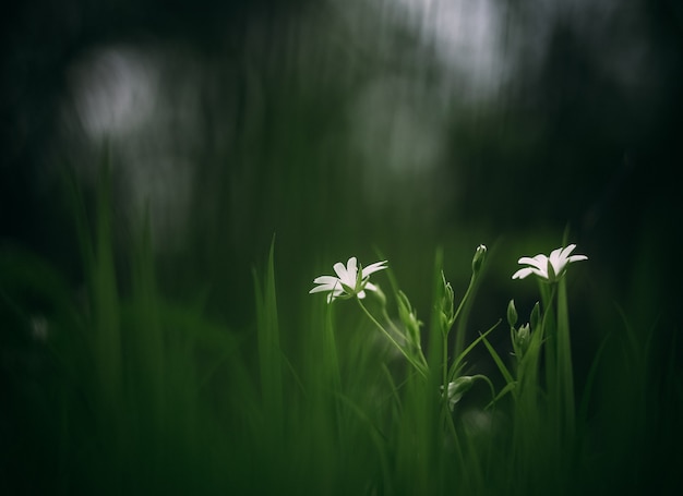 Zwei weiße Blumen mitten in einem grünen Rasen