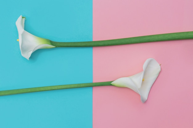 Zwei weiße Calla Lilly Blumen auf blauer und rosa Wand.