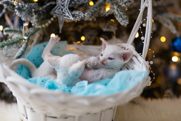 Zwei weiße Devon Rex-Kätzchen spielen in einem Korb, im Hintergrund ein Weihnachtsbaum
