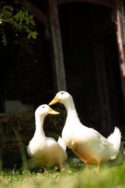 Zwei weiße Enten im Garten im Sommer