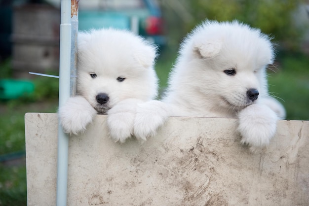 Zwei weiße flauschige Samojedenwelpen, die aus dem Zaun spähen