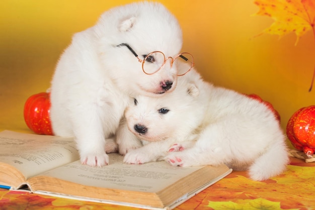 Zwei weiße flauschige Samoyed-Hündchen mit einem Buch