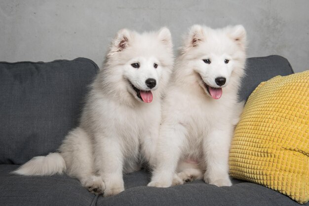 Zwei weiße flauschige Samoyed-Hundehündchen sitzen in der grauen Couch