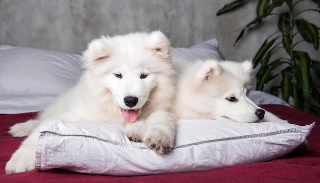 Zwei weiße, flauschige Samoyed-Hundewelpen auf einem weißen Kissen im Bett