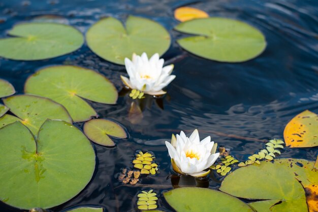 Zwei weiße helle Lotusblumen im Fluss
