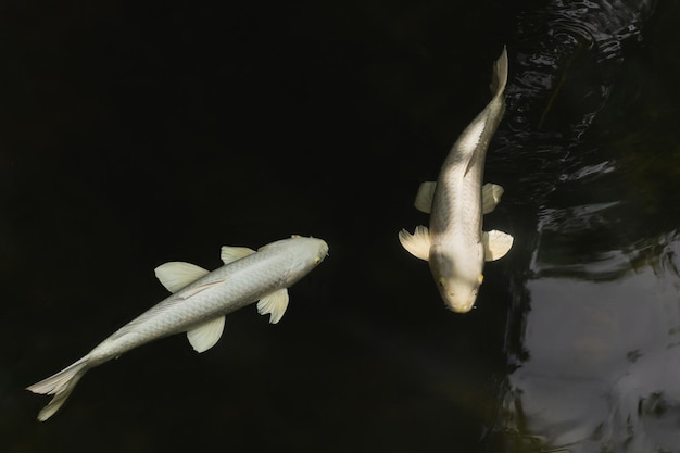 Zwei weiße Koi-Fische schwimmen im Teich im schwarzen Hintergrund