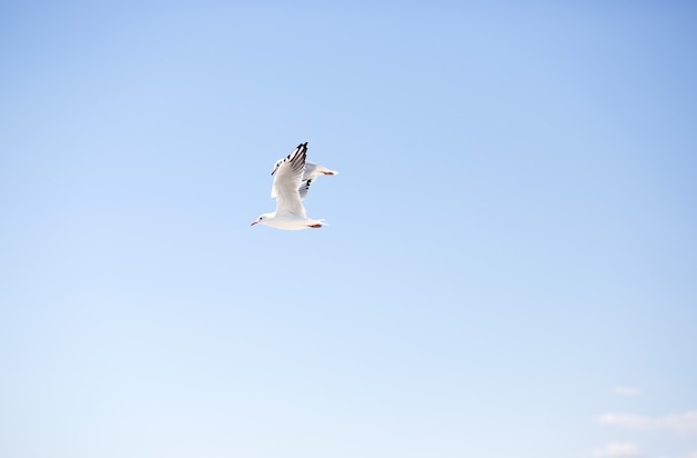 zwei weiße Möwen fliegen gegen einen hellblauen Himmel