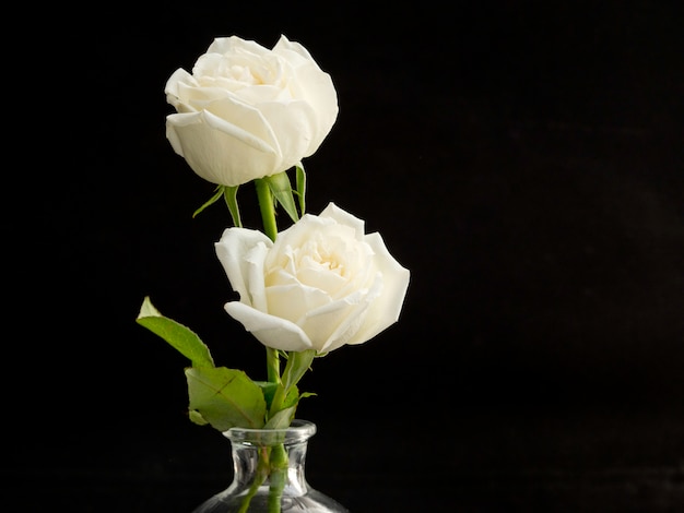 Zwei weiße Rosen für Liebhaber im Glasvasenschwarzhintergrund.