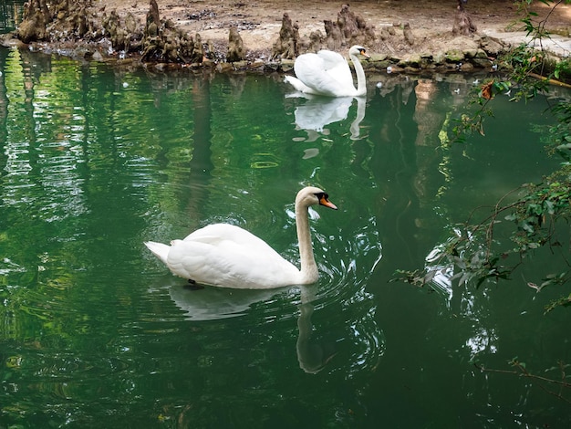 Zwei weiße Schwäne in einem Teich in einem Arboretum