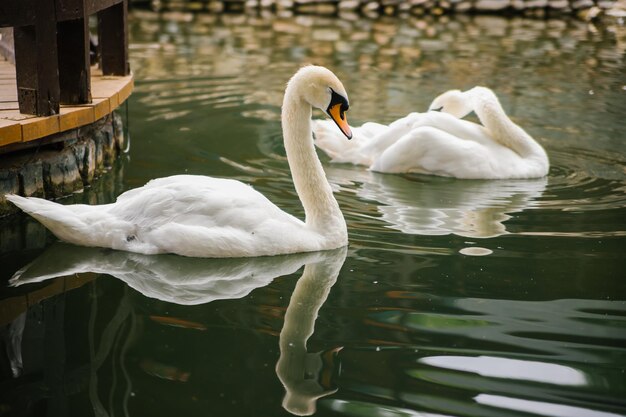 Zwei weiße Schwäne schwimmen in einem Teich Vögel im Park Ein Symbol für Liebe und Treue