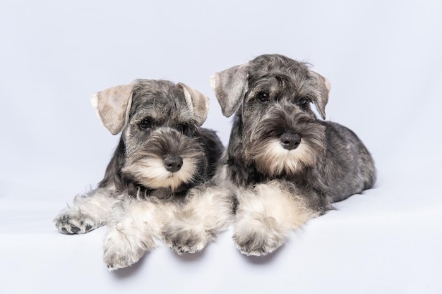 Zwei weiße und graue Zwergschnauzer-Hunde sitzen nebeneinander auf hellem Hintergrund Familie von Hunden