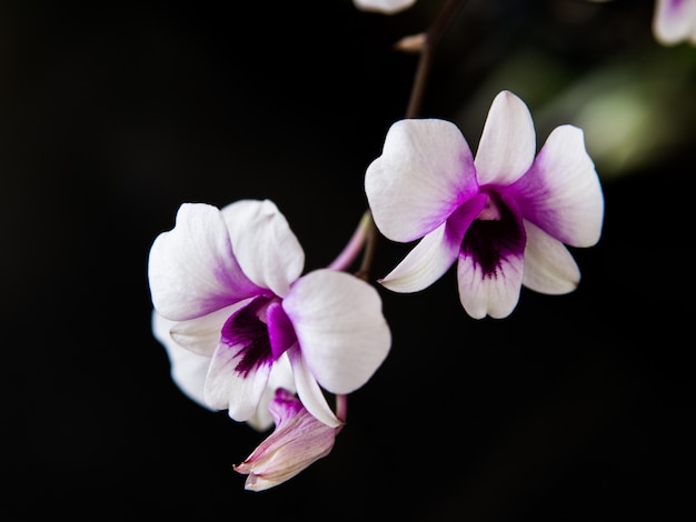 Zwei weiße und intensiv violette Orchideen