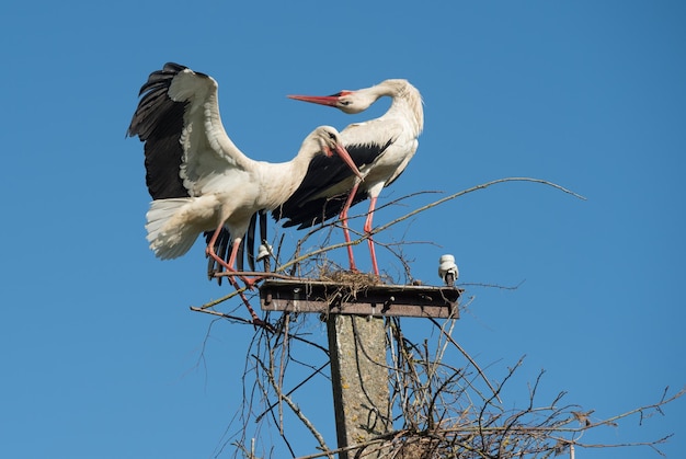 Zwei Weißstörche im Nest gegen blauen Himmel