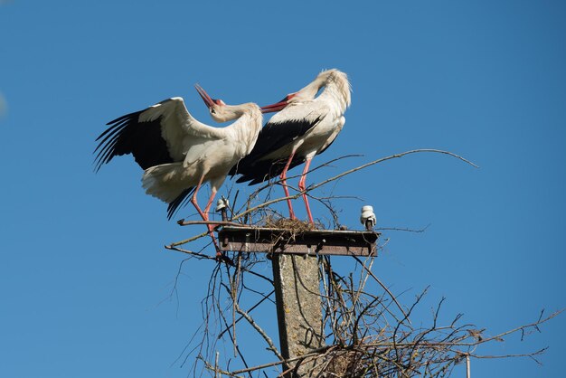 Zwei Weißstörche im Nest gegen blauen Himmel