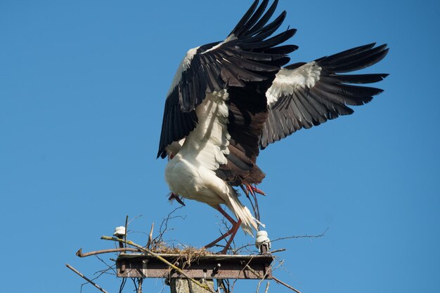 Zwei Weißstörche im Nest gegen blauen Himmel