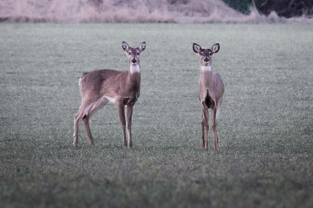 Zwei Weißwedelhirsche auf einem Feld mit verschwommenem Hintergrund