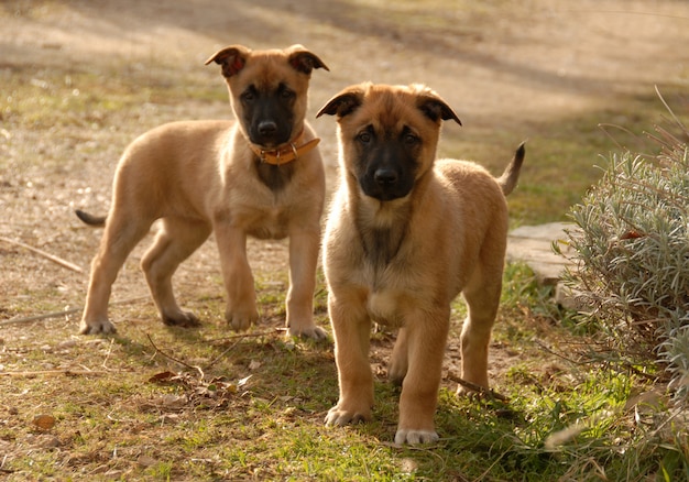 Zwei Welpen Malinois