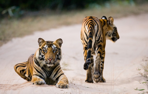 Zwei wilde Tiger auf der Straße. Indien.