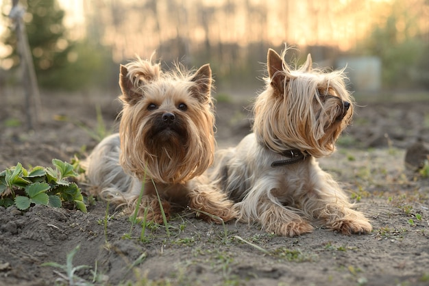 Zwei Yorkshire-Terrier-Hunde, die im Sonnenuntergang in der Natur in der Nähe liegen