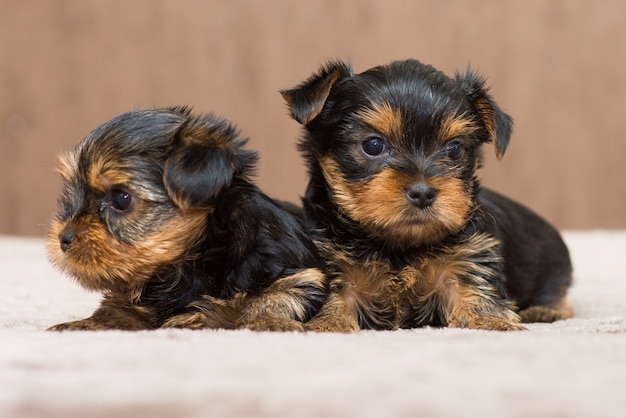 Zwei Yorkshire-Terrier-Welpe zu Hause, Nahaufnahme