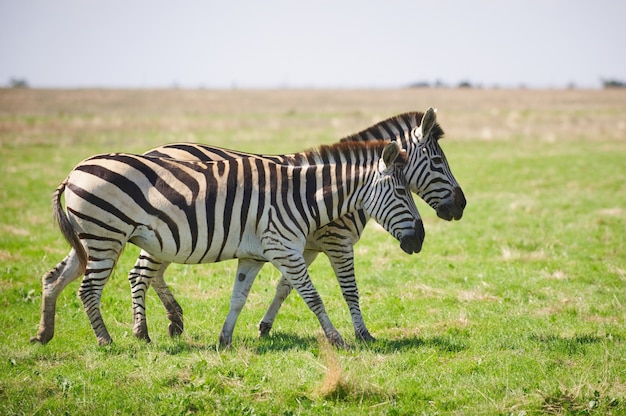 Zwei Zebras, die auf Gras grasen