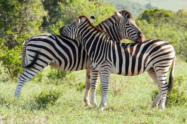 Zwei Zebras in der Wildnis