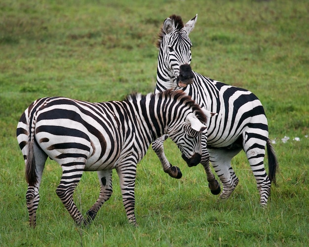 Zwei Zebras spielen miteinander. Kenia. Tansania. Nationalpark. Serengeti. Maasai Mara.