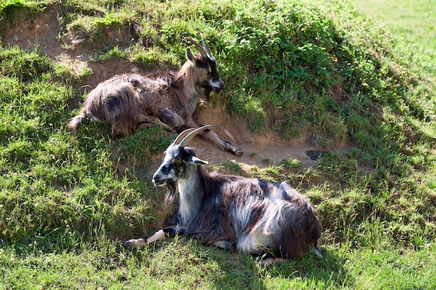 Zwei Ziegen auf das Gras gelegt