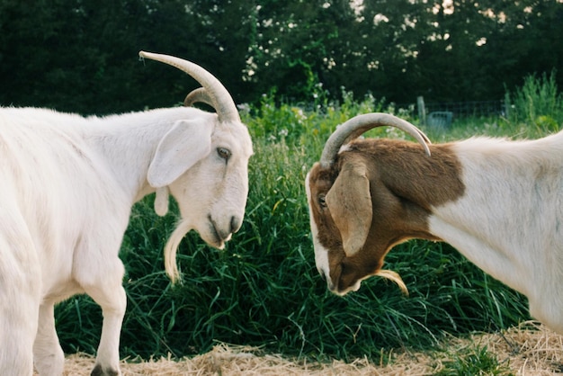 Zwei Ziegen auf einem grasbewachsenen Feld