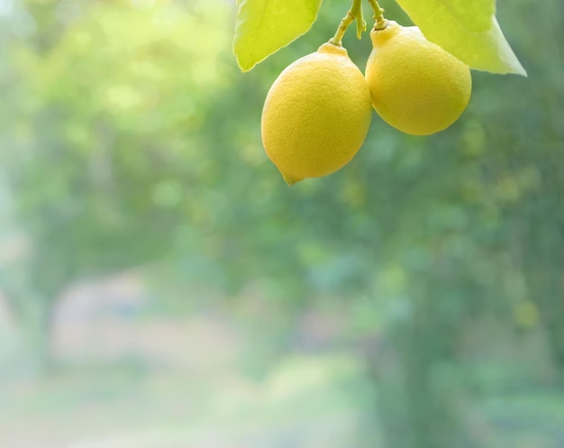 Zwei Zitronen auf einem Baumzweig mit weich fokussiertem Zitronengarten im Hintergrund, Kopierraum