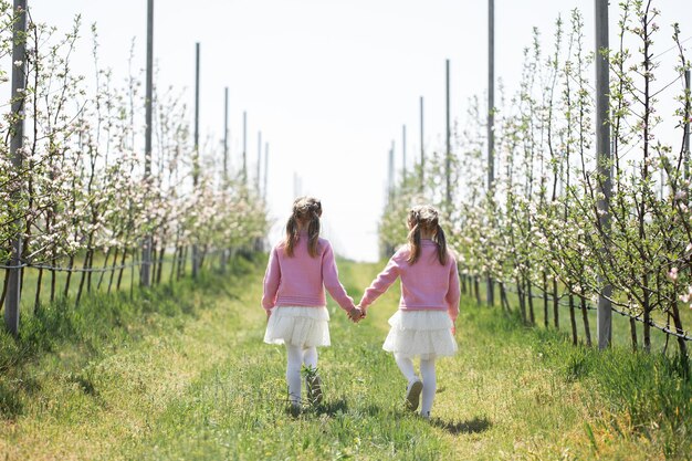 Zwei Zwillingsschwestern halten sich an den Händen und gehen im Frühjahr während der Blüte durch einen Apfelgarten