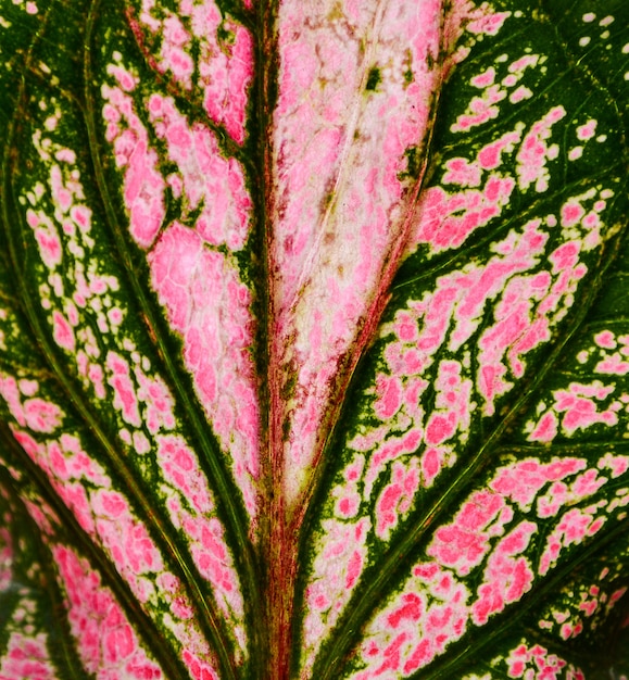 Zweifarbige Blätter des rosa und grünen Caladiums verlässt Beschaffenheit - Hintergrund