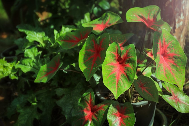 Zweifarbige Caladium-Bäume schmücken den Garten wunderschön