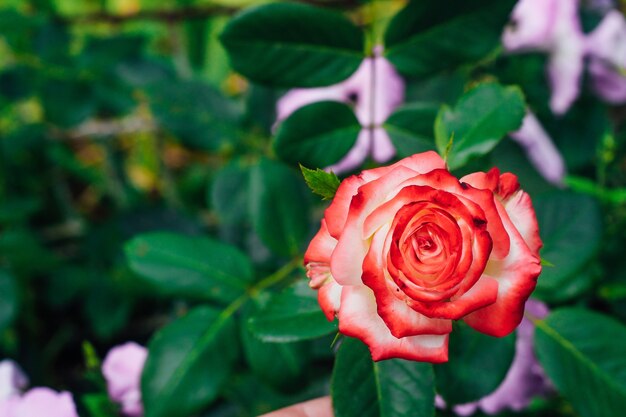 Zweifarbige weiße Rose mit Rot im Garten auf grünem Hintergrund. Sicht von oben. Platz für Text