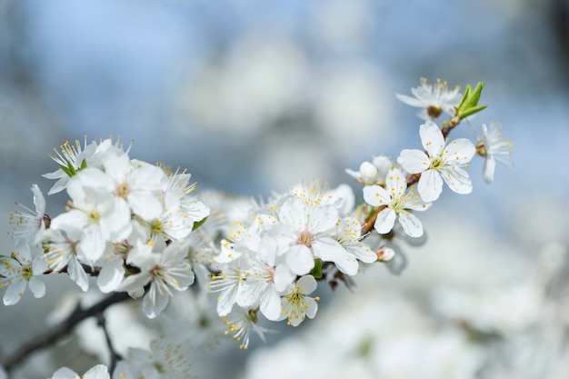 Zweig Apfelbaum mit weißen Blüten