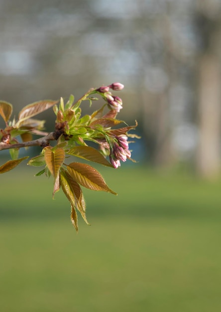 Zweig auf einem Baum Park Makro Natur Frühling