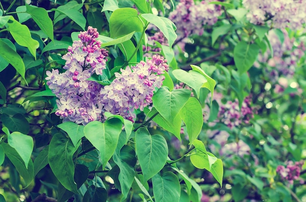 Zweig aus lila Blüten mit grünen Blättern, floraler natürlicher Vintage-Hipster-Hintergrund, weicher Fokus