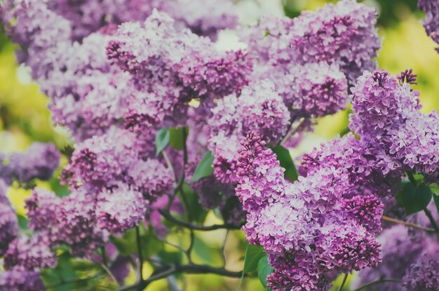 Zweig aus lila Blüten mit grünen Blättern, floraler natürlicher Vintage-Hipster-Hintergrund, weicher Fokus