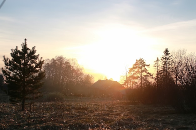 Zweig bei Frühlingssonnenuntergang