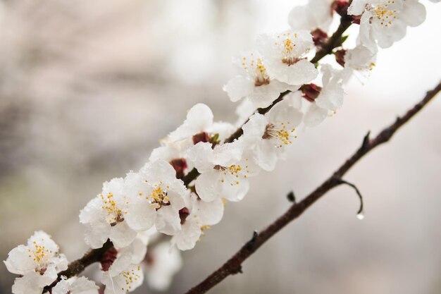 Zweig blühender Aprikosen mit schönen Blumen im Schnee