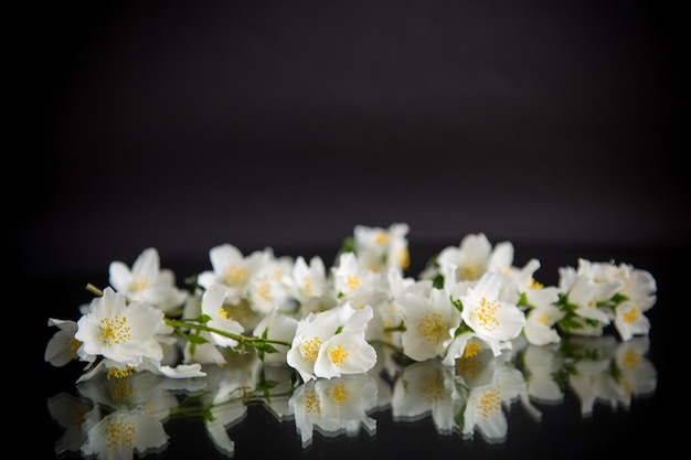 Zweig blühender, duftender weißer Jasminblüten isoliert auf schwarzem Hintergrund