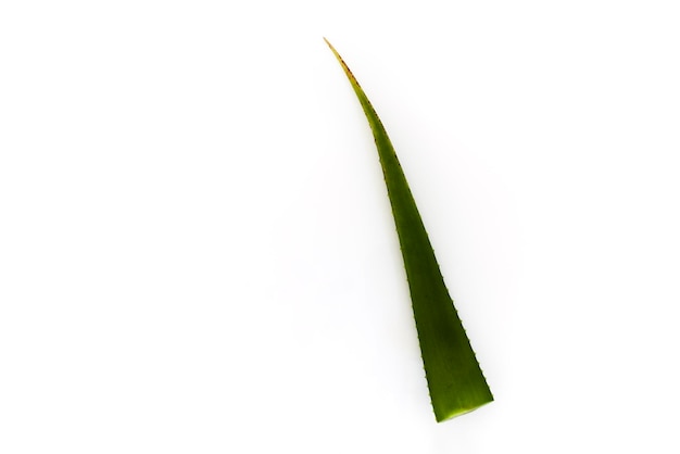 Zweig der Aloe Vera auf weißem Hintergrund