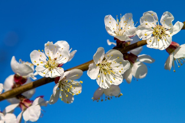 Zweig der Aprikosenblüten des Obstbaums